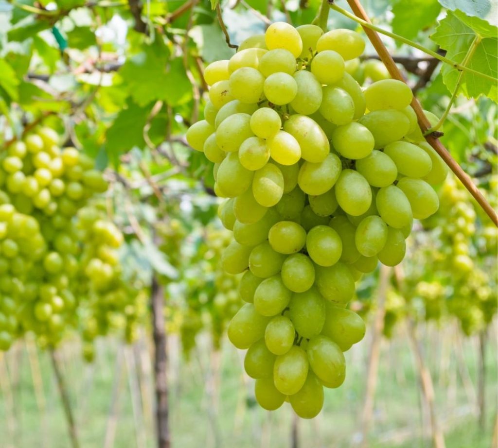 The Top 13 Health Benefits Of Grapes 11