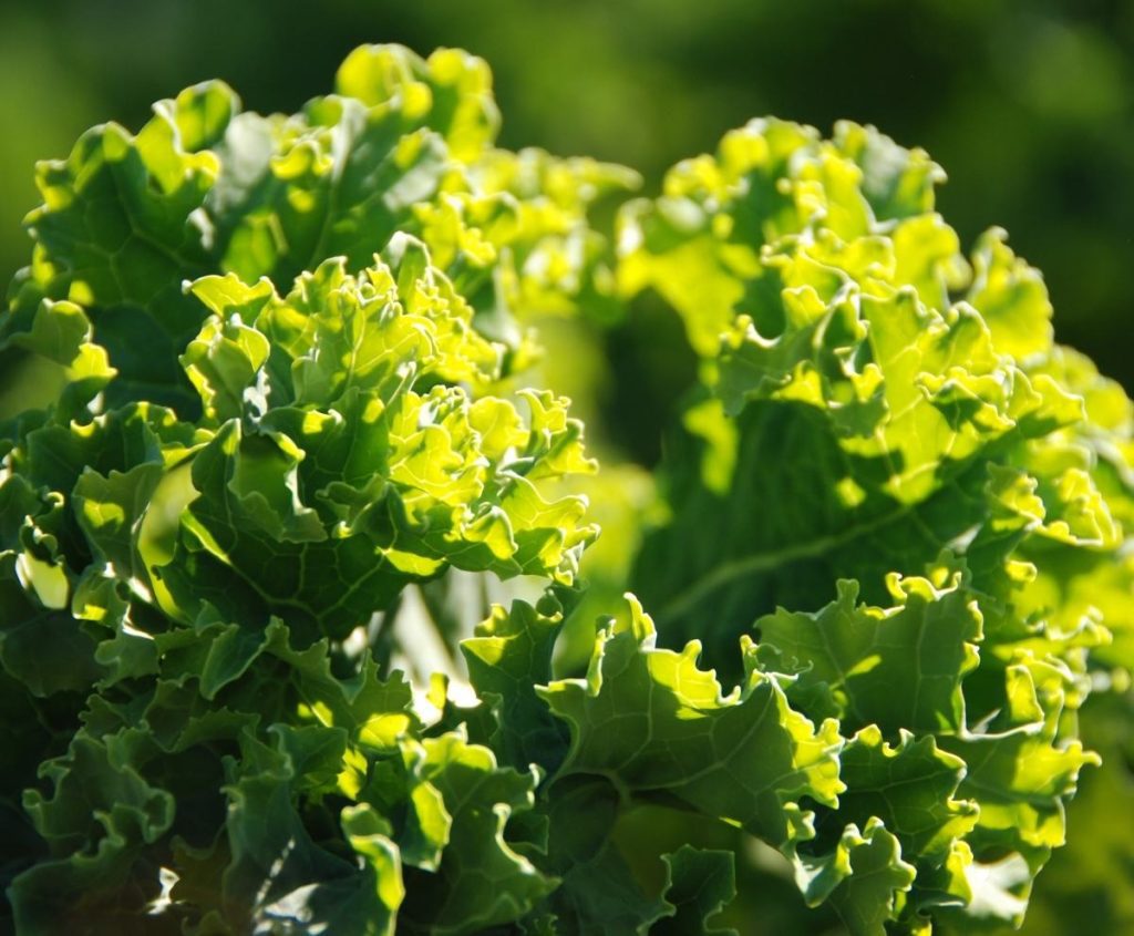 Top 5 Health Benefits Of Eating Kale 5