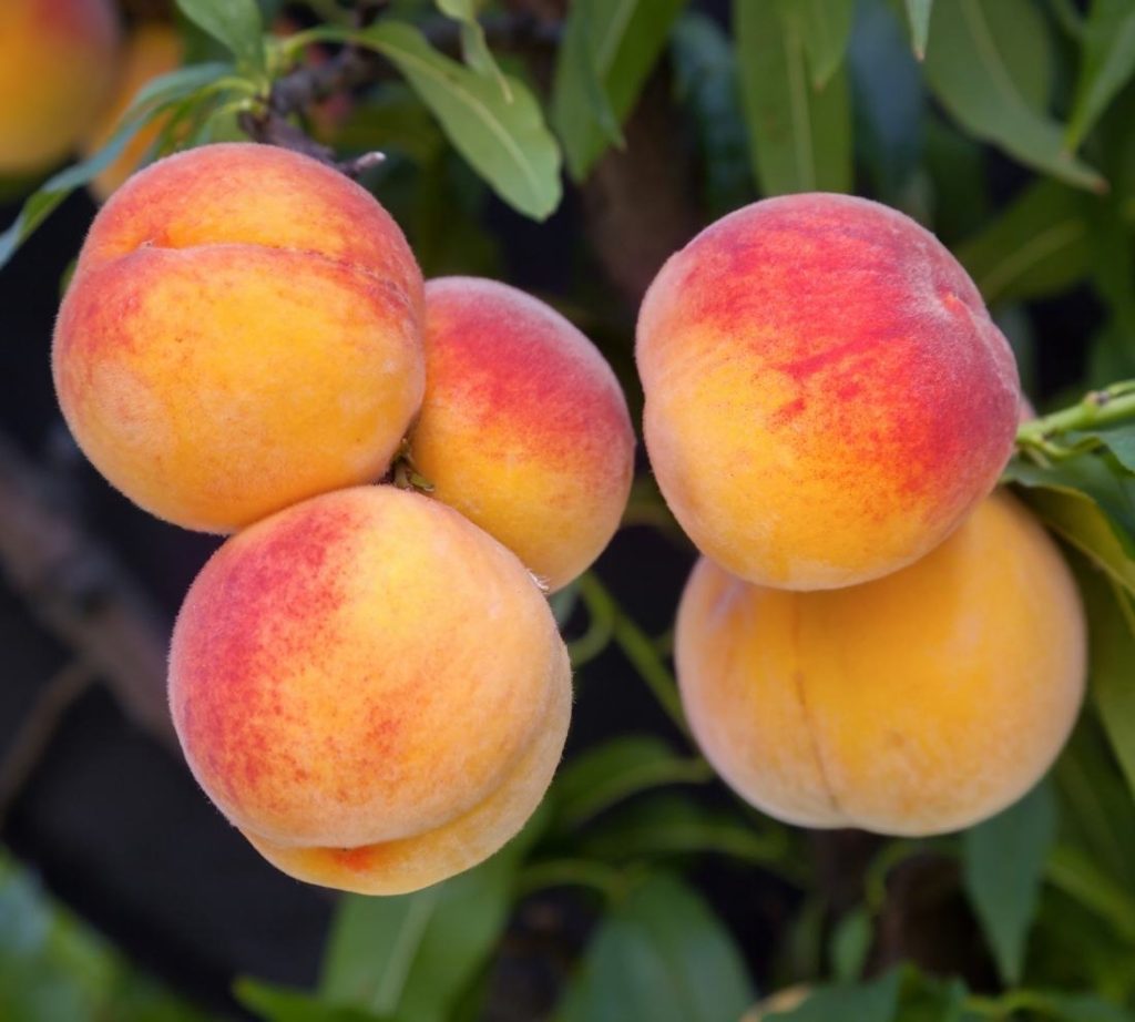 12 Surprising Health Benefits And Uses Of Peaches 5