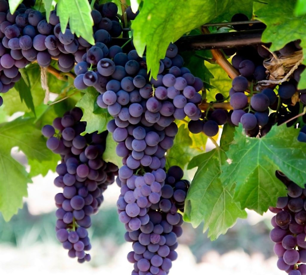 The Top 13 Health Benefits Of Grapes 2