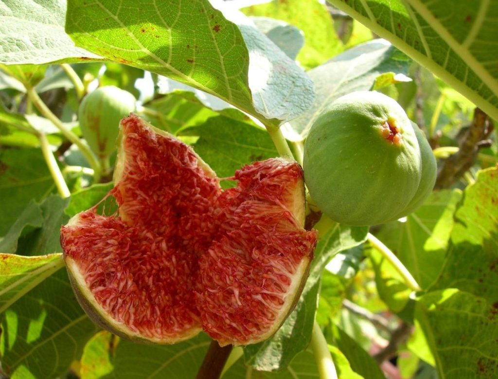 Top 5 Health Benefits Of Figs 3