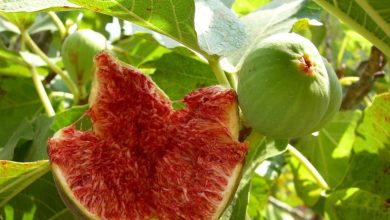 Top 5 Health Benefits Of Figs 55