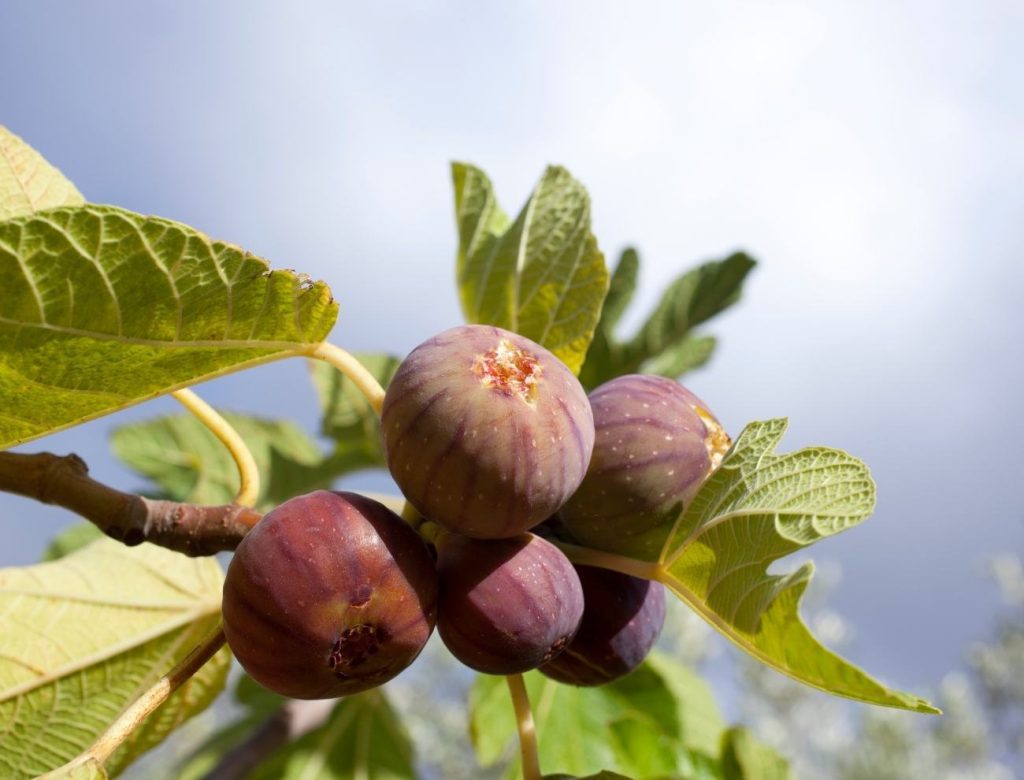 Top 5 Health Benefits Of Figs 6