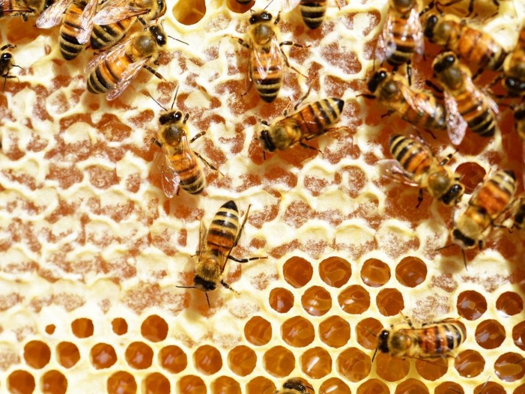 7 Raw Honey Benefits For Health 4