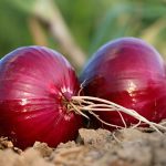 Health Benefits of Onion