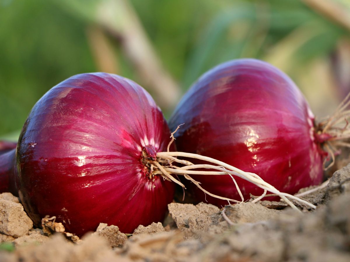 Health Benefits of Onion