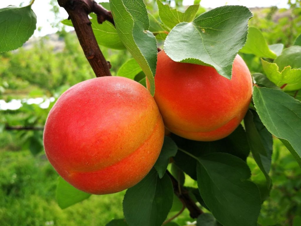 Benefits of Apricots for Hydration