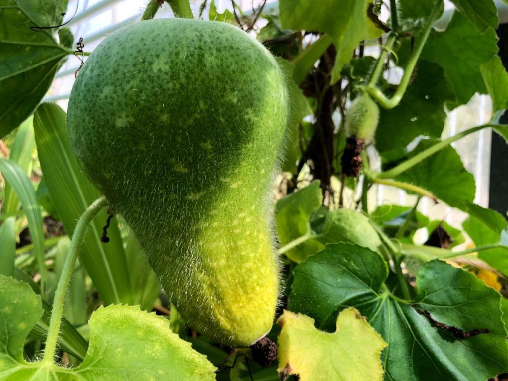 Benefits of Ash Gourd