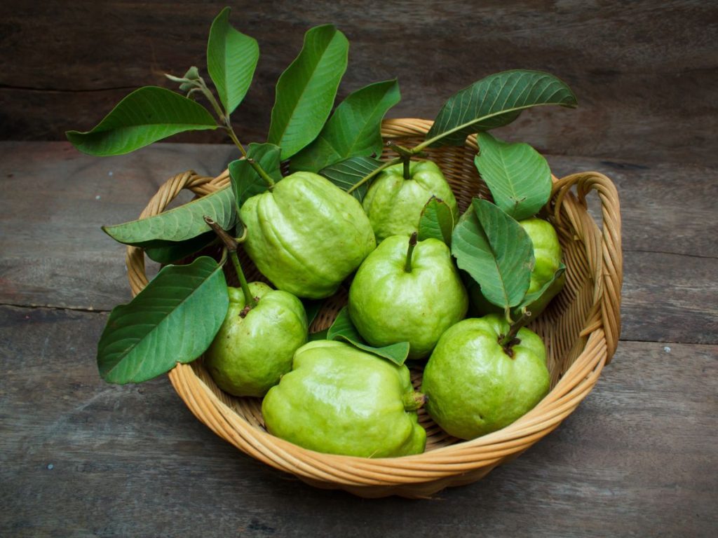 Benefits of Guava Leaves for Optimal Health