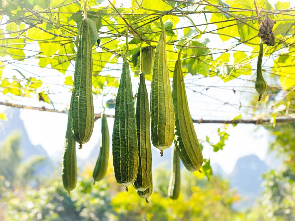 Benefits of Sponge Gourd