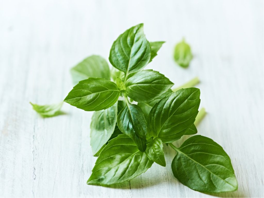 Does basil reduce blood sugar