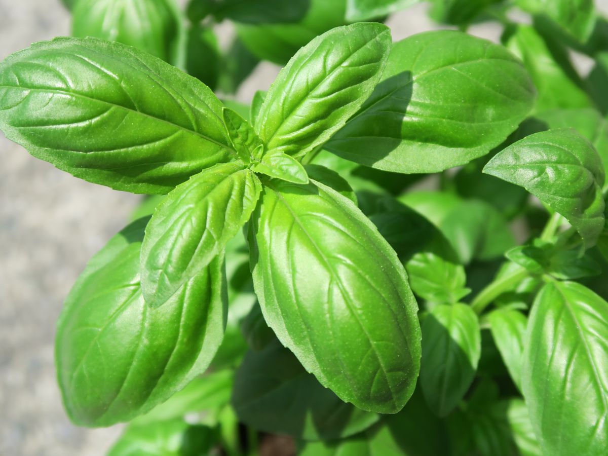 Health Benefits of Basil