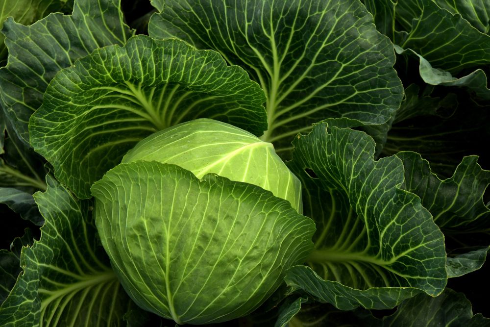 Health Benefits of Cabbage