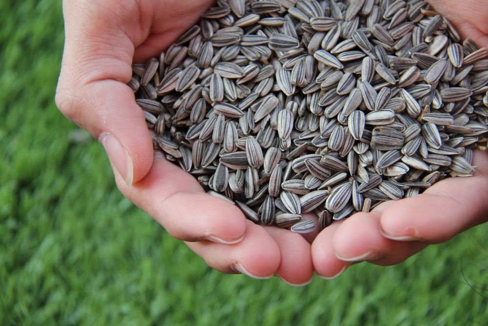 Sunflower Seeds Benefits for Heart Health