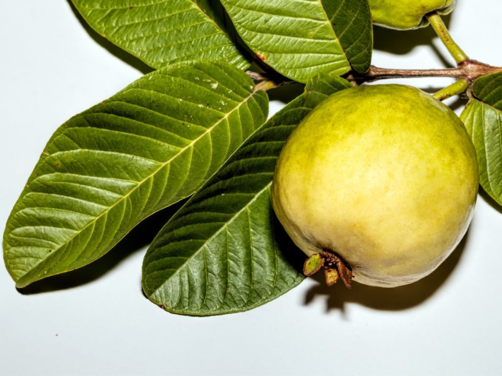  guava leaves benefits