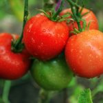 Benefits of Tomatoes