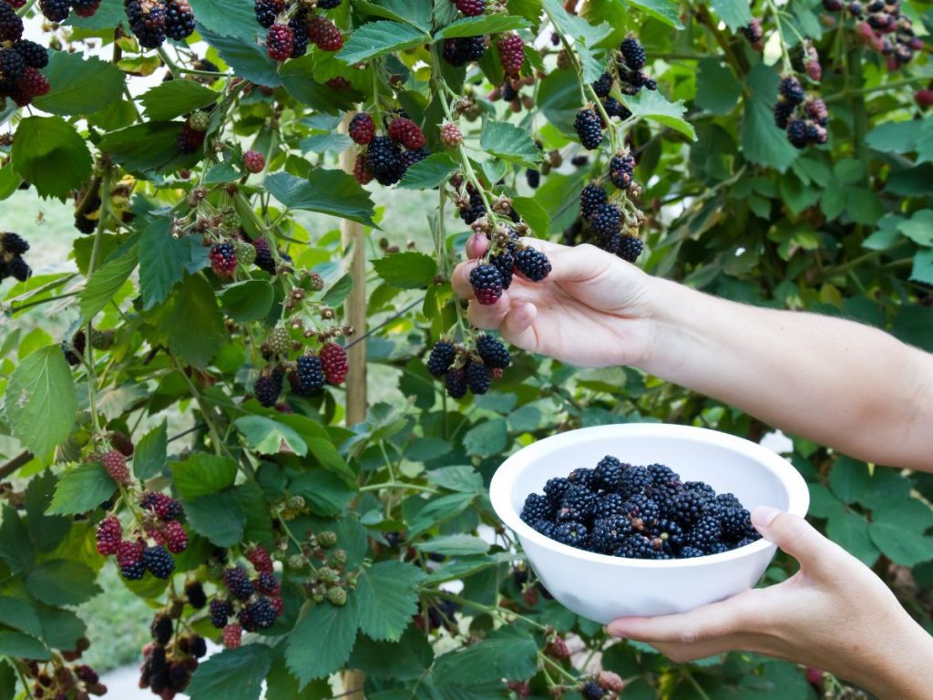 Benefits of Blackberries